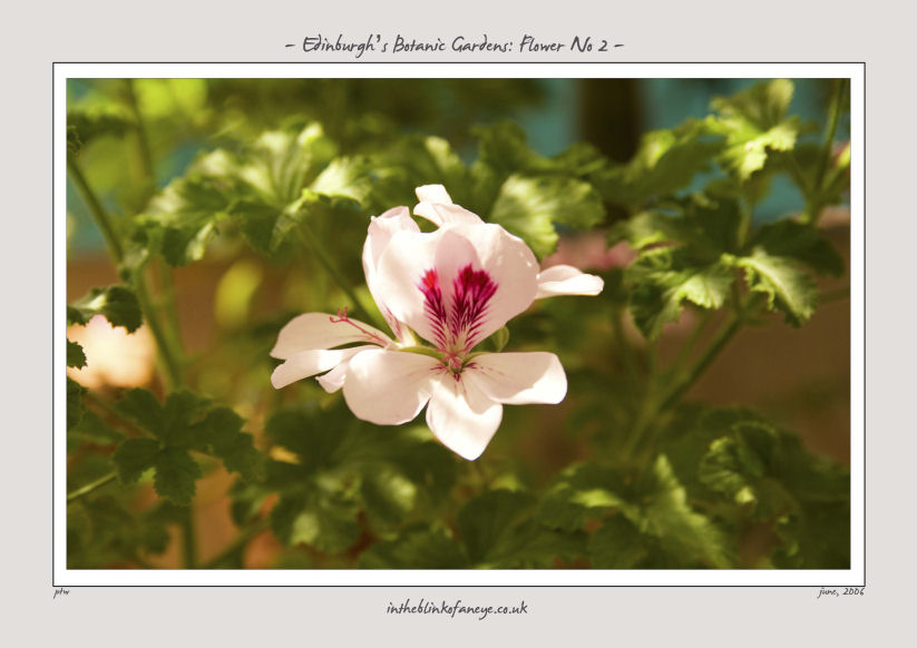 Edinburgh's Botanic Gardens, Flower No 2