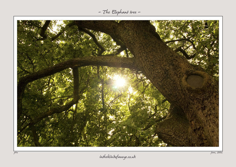 The Elephant Tree