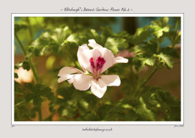 Edinburgh's Botanic Gardens, Flower No 2