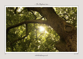 The Elephant Tree