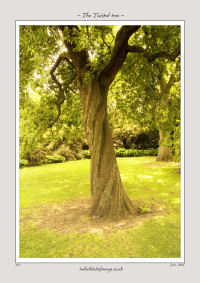 The Twisted Tree